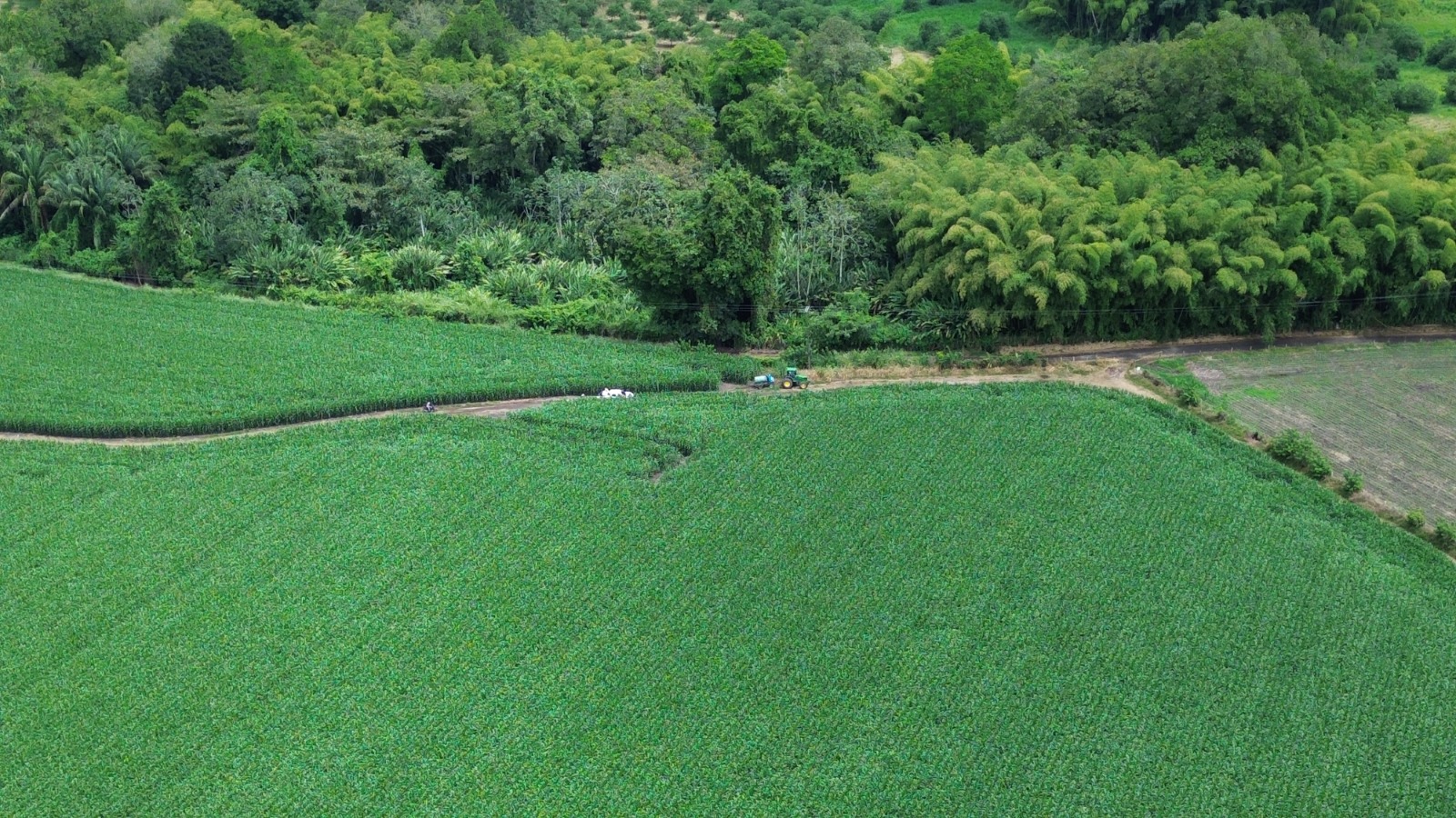 Análisis del Estado Fenológico de los Cultivos